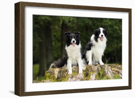 Border Collies Sitting on Tree Stump-null-Framed Photographic Print