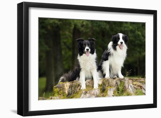 Border Collies Sitting on Tree Stump-null-Framed Photographic Print