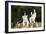 Border Collies Sitting on Tree Stump-null-Framed Photographic Print