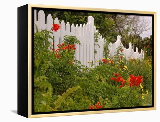 Border Garden, New Smyrna Beach, Florida-Lisa S. Engelbrecht-Framed Premier Image Canvas