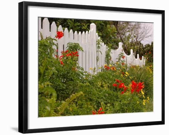 Border Garden, New Smyrna Beach, Florida-Lisa S. Engelbrecht-Framed Photographic Print