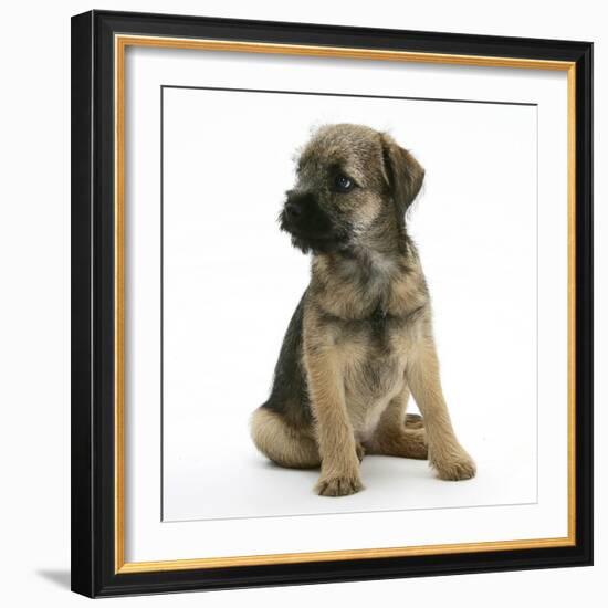 Border Terrier Bitch Puppy, Rusty, 10 Weeks, Sitting-Mark Taylor-Framed Photographic Print