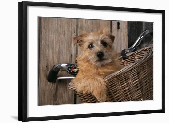 Border Terrier in Bicycle Basket-null-Framed Photographic Print