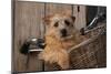 Border Terrier in Bicycle Basket-null-Mounted Photographic Print