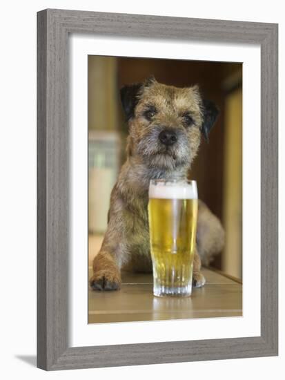 Border Terrier in Pub with Beer-null-Framed Photographic Print