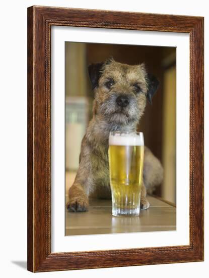 Border Terrier in Pub with Beer-null-Framed Photographic Print