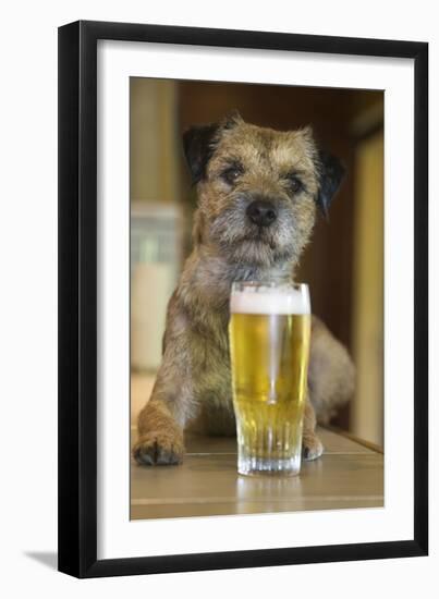 Border Terrier in Pub with Beer-null-Framed Photographic Print