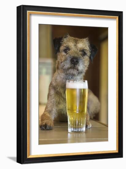 Border Terrier in Pub with Beer-null-Framed Photographic Print