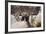 Border Terrier on Huge Boulders-Zandria Muench Beraldo-Framed Photographic Print