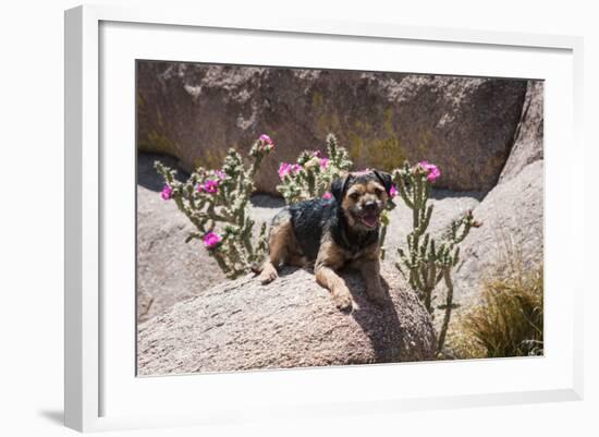 Border Terrier on Huge Boulders-Zandria Muench Beraldo-Framed Photographic Print