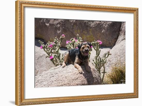 Border Terrier on Huge Boulders-Zandria Muench Beraldo-Framed Photographic Print