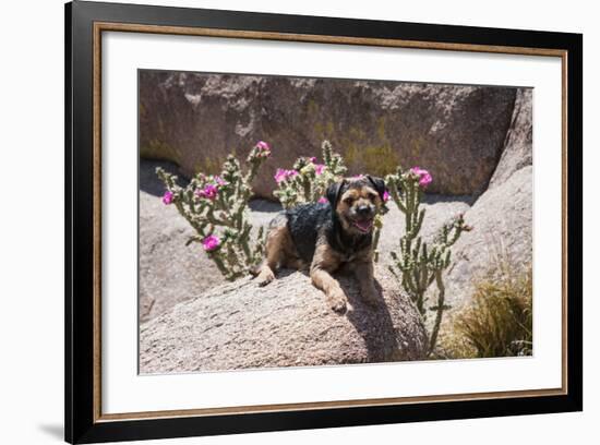 Border Terrier on Huge Boulders-Zandria Muench Beraldo-Framed Photographic Print