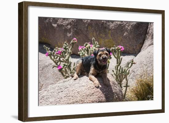 Border Terrier on Huge Boulders-Zandria Muench Beraldo-Framed Photographic Print