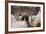 Border Terrier on Huge Boulders-Zandria Muench Beraldo-Framed Photographic Print