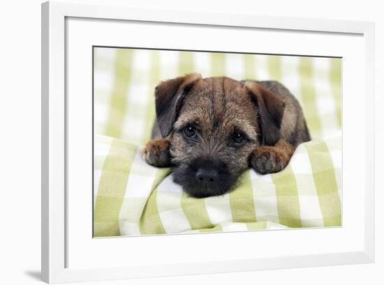 Border Terrier Puppy Sitting on a Blanket-null-Framed Photographic Print