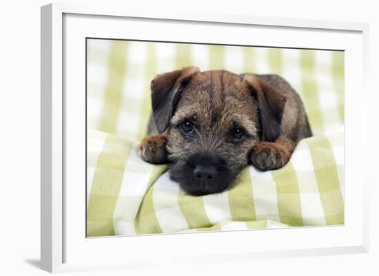 Border Terrier Puppy Sitting on a Blanket-null-Framed Photographic Print