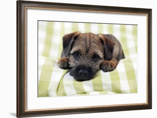 Border Terrier Puppy Sitting on a Blanket-null-Framed Photographic Print