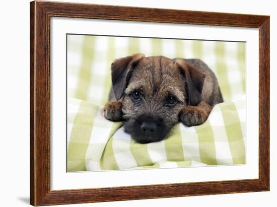 Border Terrier Puppy Sitting on a Blanket-null-Framed Photographic Print