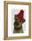 Border Terrier with Red Bobble Hat-Fab Funky-Framed Stretched Canvas