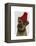 Border Terrier with Red Bobble Hat-Fab Funky-Framed Stretched Canvas