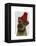 Border Terrier with Red Bobble Hat-Fab Funky-Framed Stretched Canvas