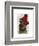 Border Terrier with Red Bobble Hat-Fab Funky-Framed Art Print