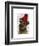 Border Terrier with Red Bobble Hat-Fab Funky-Framed Art Print