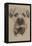 Border Terrier-Barbara Keith-Framed Premier Image Canvas