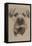 Border Terrier-Barbara Keith-Framed Premier Image Canvas