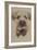 Border Terrier-Barbara Keith-Framed Giclee Print