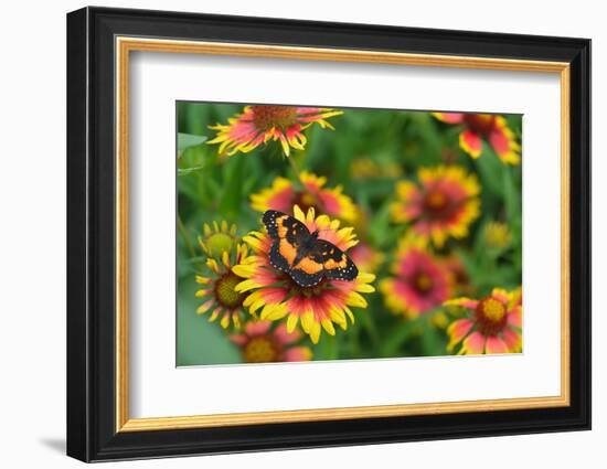 Bordered patch butterfly on Indian blanket, USA-Rolf Nussbaumer-Framed Photographic Print