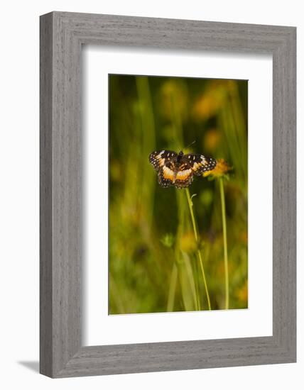 Bordered Patch (Chlosyne lacinia) butterfly perched on flower.-Larry Ditto-Framed Photographic Print