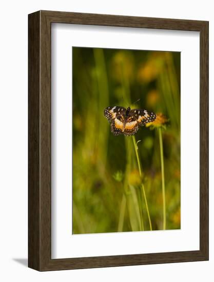 Bordered Patch (Chlosyne lacinia) butterfly perched on flower.-Larry Ditto-Framed Photographic Print