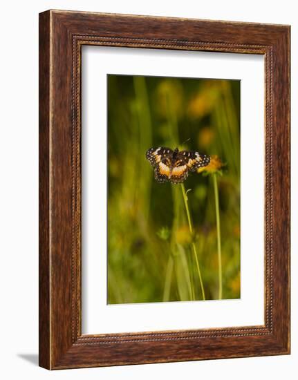 Bordered Patch (Chlosyne lacinia) butterfly perched on flower.-Larry Ditto-Framed Photographic Print