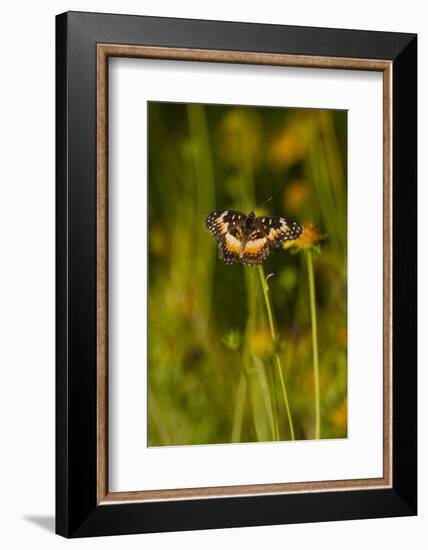 Bordered Patch (Chlosyne lacinia) butterfly perched on flower.-Larry Ditto-Framed Photographic Print