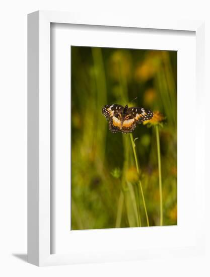 Bordered Patch (Chlosyne lacinia) butterfly perched on flower.-Larry Ditto-Framed Photographic Print