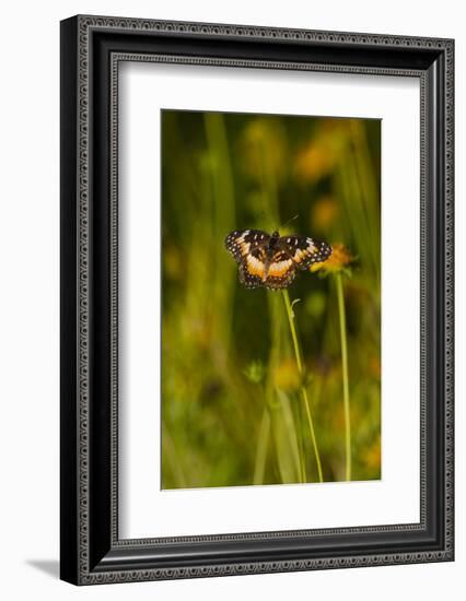 Bordered Patch (Chlosyne lacinia) butterfly perched on flower.-Larry Ditto-Framed Photographic Print