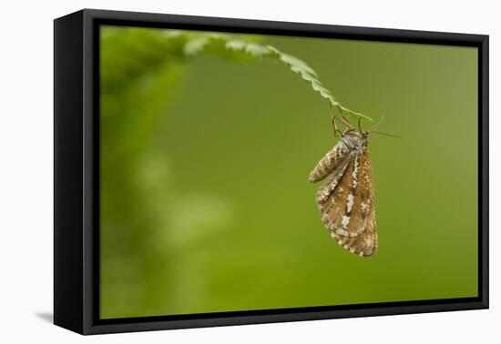 Bordered White (Bupalus Piniaria) Adult Moth On Fern, Sheffield, England, UK, June-Paul Hobson-Framed Premier Image Canvas