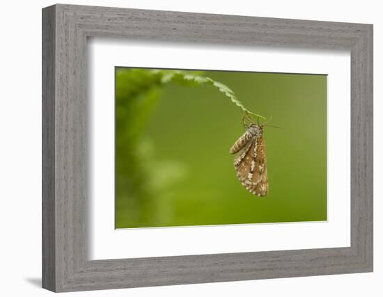 Bordered White (Bupalus Piniaria) Adult Moth On Fern, Sheffield, England, UK, June-Paul Hobson-Framed Photographic Print