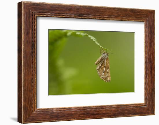 Bordered White (Bupalus Piniaria) Adult Moth On Fern, Sheffield, England, UK, June-Paul Hobson-Framed Photographic Print