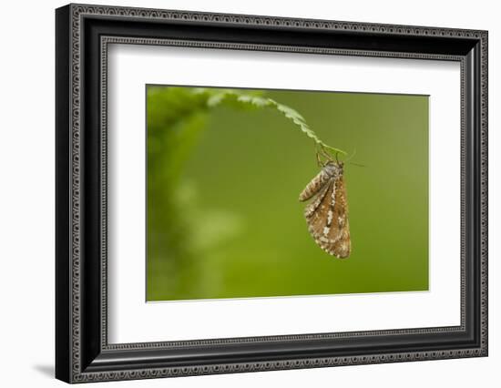 Bordered White (Bupalus Piniaria) Adult Moth On Fern, Sheffield, England, UK, June-Paul Hobson-Framed Photographic Print