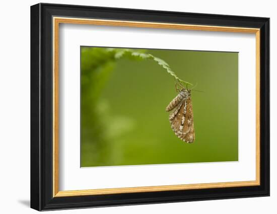 Bordered White (Bupalus Piniaria) Adult Moth On Fern, Sheffield, England, UK, June-Paul Hobson-Framed Photographic Print