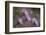 Boreal Aster-Simone Wunderlich-Framed Photographic Print