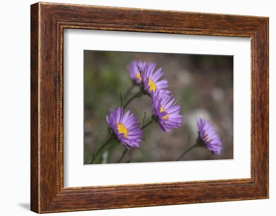 Boreal Aster-Simone Wunderlich-Framed Photographic Print