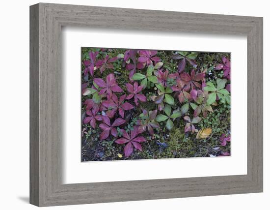 Boreal forest, lichen, moss, mushroom, autumn, Yukon, Canada-Gerry Reynolds-Framed Photographic Print