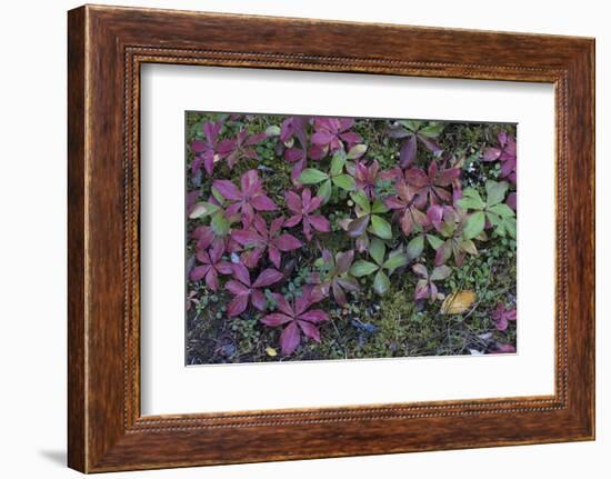 Boreal forest, lichen, moss, mushroom, autumn, Yukon, Canada-Gerry Reynolds-Framed Photographic Print