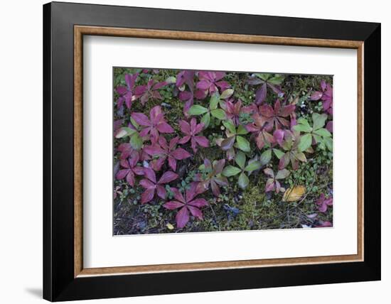 Boreal forest, lichen, moss, mushroom, autumn, Yukon, Canada-Gerry Reynolds-Framed Photographic Print