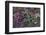 Boreal forest, lichen, moss, mushroom, autumn, Yukon, Canada-Gerry Reynolds-Framed Photographic Print