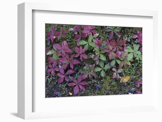 Boreal forest, lichen, moss, mushroom, autumn, Yukon, Canada-Gerry Reynolds-Framed Photographic Print