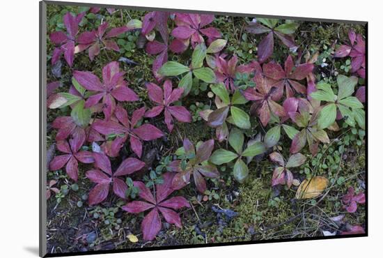 Boreal forest, lichen, moss, mushroom, autumn, Yukon, Canada-Gerry Reynolds-Mounted Photographic Print